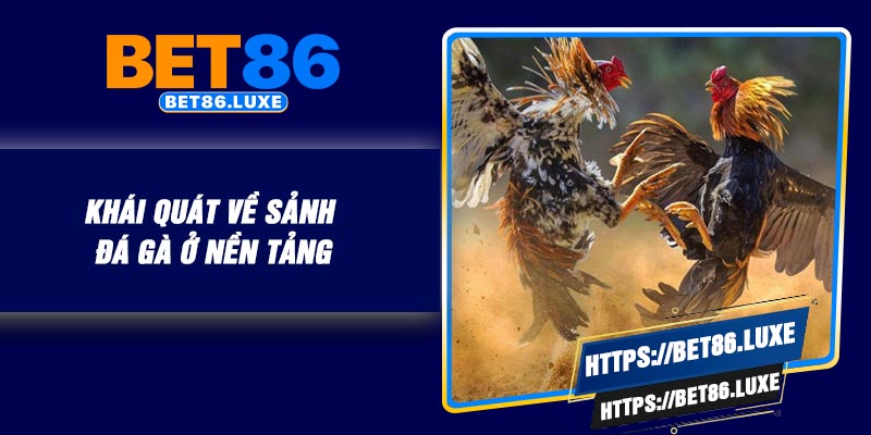 Khái quát về sảnh đá gà ở nền tảng