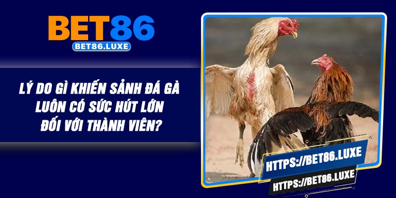 Lý do gì khiến sảnh đá gà luôn có sức hút lớn đối với thành viên?