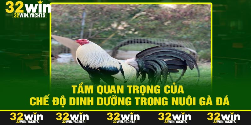 Tầm Quan Trọng Của Chế Độ Dinh Dưỡng Trong Nuôi Gà Đá