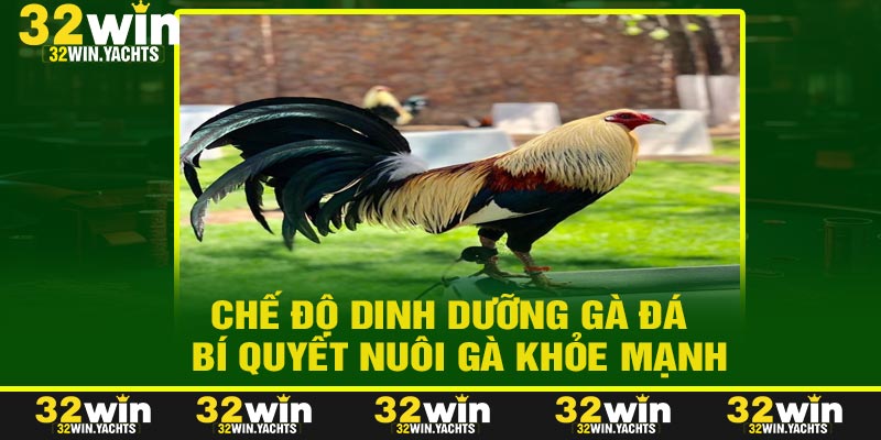 Chế Độ Dinh Dưỡng Gà Đá - Bí Quyết Nuôi Gà Khỏe Mạnh